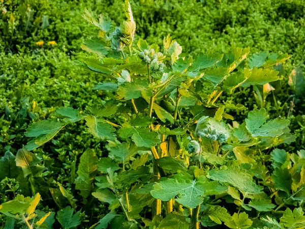 Fiatal Zöld Celandine Rügyeket Reggel Harmatcseppek Borítják Növény Latin Neve — Stock Fotó