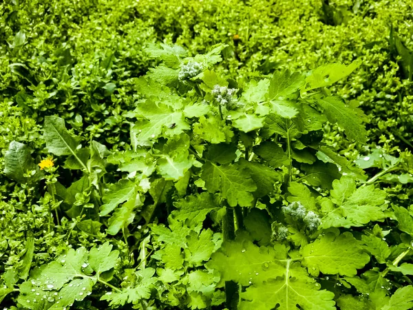 Молоді Зелені Целандські Бруньки Покриті Крапельками Роси Вранці Латинська Назва — стокове фото