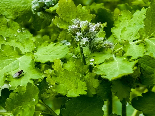 stock image Young green celandine buds are covered with dew drops in the morning. The Latin name of the plant is Chelidonium L. The concept of traditional medicine.