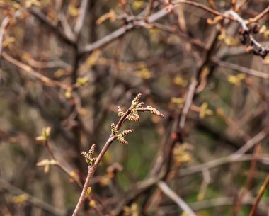 Baharda sumac Rhus trilobata tomurcukları ve yaprakları.