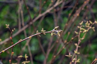 Baharda sumac Rhus trilobata tomurcukları ve yaprakları.