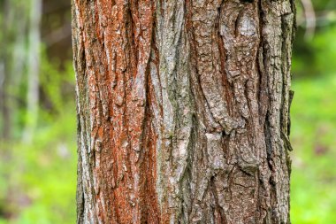 Sophora kabuğunun arka planı. Sophora kabuğunun ayrıntıları - Latince adı - Sophora japonica pendula.