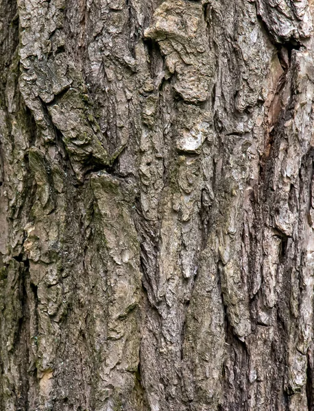 索菲亚树皮的背景索菲亚树皮的细节 拉丁文名称 索菲亚日本钟摆 — 图库照片