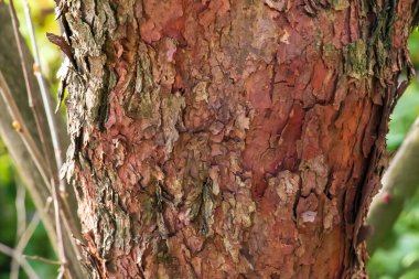 Cercis canadensis kabuğunun arka planı. Kızıl Kanadalıların kabuğunun dokusu..