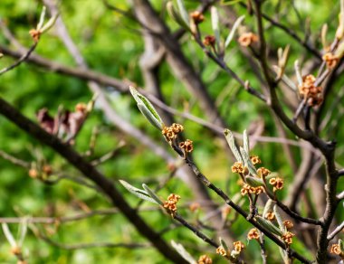 İlkbaharın başlarında hamamelis intermedya çiçeği. Hamamelis 'in baharın başlarında harika çiçekleri var..