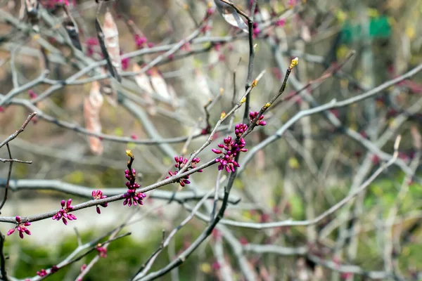 Cercis Canadensisが最初に詳細を咲かせます 春の始まりです ピンクの花が発芽する — ストック写真
