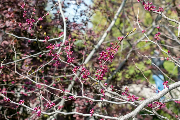 Cercis Canadensis Ilk Çiçek Detayı Baharın Başlangıcı Pembe Çiçekler Filizleniyor — Stok fotoğraf
