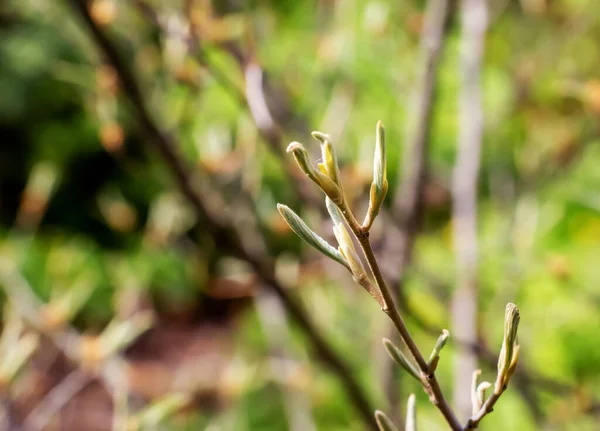 Lkbaharın Başlarında Hamamelis Intermedya Çiçeği Hamamelis Baharın Başlarında Harika Çiçekleri — Stok fotoğraf
