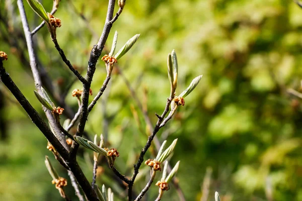 Lkbaharın Başlarında Hamamelis Intermedya Çiçeği Hamamelis Baharın Başlarında Harika Çiçekleri — Stok fotoğraf