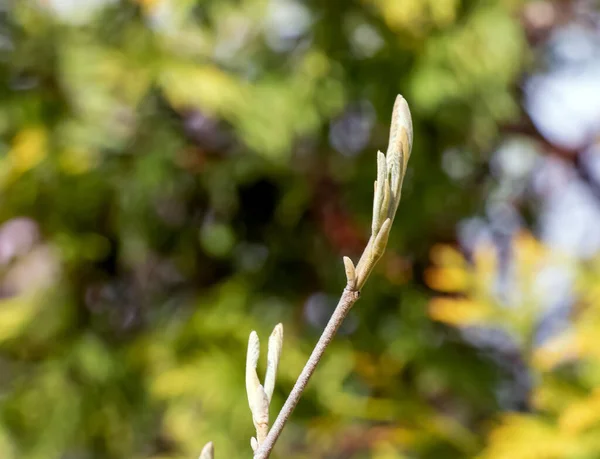Цветок Хамамелиса Промежуточный Весной Hamamelis Имеет Великолепные Цветы Начале Весны — стоковое фото