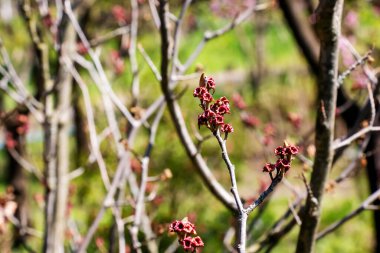 Hamamelis Hamamelis 'in çiçeği baharın başlarında intermedia Pallida. Hamamelis 'in baharın başlarında harika çiçekleri var..