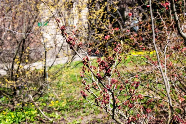 Hamamelis Hamamelis Çiçeği Baharın Başlarında Intermedia Pallida Hamamelis Baharın Başlarında — Stok fotoğraf