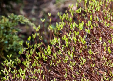 İlkbaharın başında yasemin çalısı. Bitkinin dallarındaki ilk yeşil yapraklar. Latincesinin adı the Philadelphia delphus lemoine ya da Hughdelphus L.