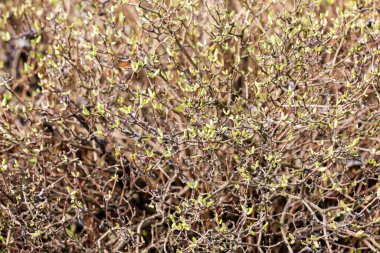 İlkbaharın başında yasemin çalısı. Bitkinin dallarındaki ilk yeşil yapraklar. Latincesinin adı the Philadelphia delphus lemoine ya da Hughdelphus L.