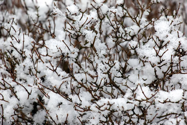 Жасминовый Куст Снегом Зимой Голые Ветви Растения Покрыты Пушистым Снегом — стоковое фото