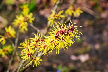 Hazel Cadısı Çalı Çiçeği, bahar başında Hamamelis Virginiana. Hamamelis 'in ilkbaharın başlarında muhteşem sarı çiçekleri var..