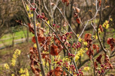 Hazel Cadısı Çalı Çiçeği, bahar başında Hamamelis Virginiana. Hamamelis 'in ilkbaharın başlarında muhteşem sarı çiçekleri var..