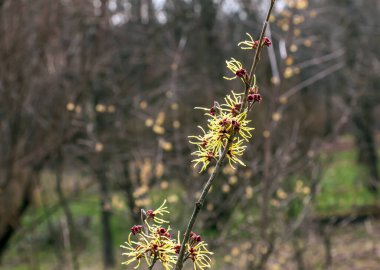 Hazel Cadısı Çalı Çiçeği, bahar başında Hamamelis Virginiana. Hamamelis 'in ilkbaharın başlarında muhteşem sarı çiçekleri var..