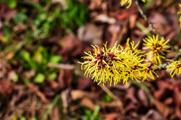 Hazel Cadısı Çalı Çiçeği Bahar Başında Hamamelis Virginiana Hamamelis Ilkbaharın — Stok fotoğraf