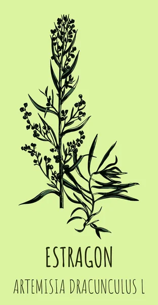 stock image Tarragon or artemisia dracunculus, aromatic kitchen and medicinal herb. Hand drawn botanical illustration