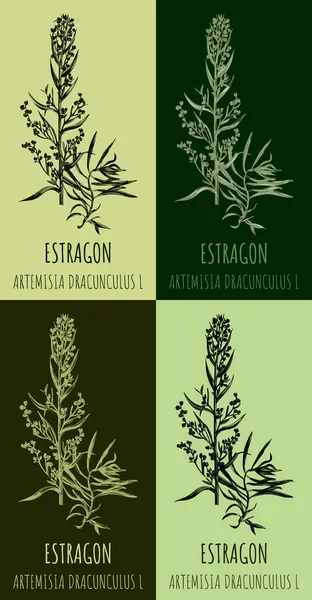 Tárkony Vagy Artemisia Dracunculus Aromás Konyha Gyógynövény Kézzel Rajzolt Botanikai — Stock Fotó