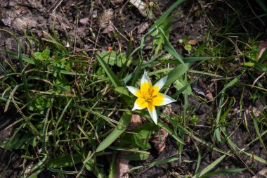 Türkistan laleleri veya Tulipa Türkistan. Narin Bahar Çiçekleri. Soyut Çiçek Geçmişi. Arka plan bulanık. Kapat..