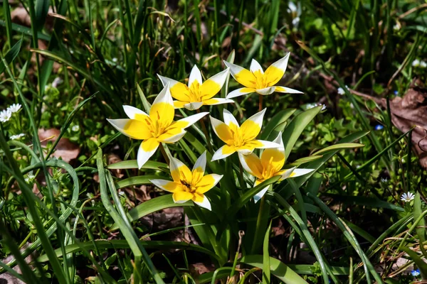 トルコのチューリップ トルコ語 Tulipa Turkestanica 繊細な春の花 花の背景 背景がぼやけている 閉じろ — ストック写真