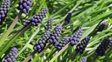 Parktaki çiçek tarhında mavi Muscari çiçekleri, rüzgarlı bir bahar günü. Seçici odak