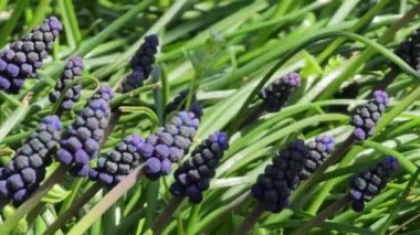 Parktaki çiçek tarhında mavi Muscari çiçekleri, rüzgarlı bir bahar günü. Seçici odak