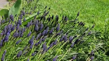 Parktaki çiçek tarhında mavi Muscari çiçekleri, rüzgarlı bir bahar günü. Seçici odak