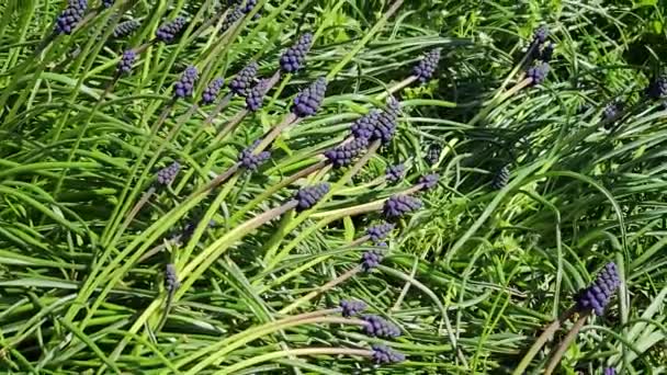 Μπλε Muscari Λουλούδια Ένα Παρτέρι Στο Πάρκο Θυελλώδης Ηλιοφάνεια Την — Αρχείο Βίντεο