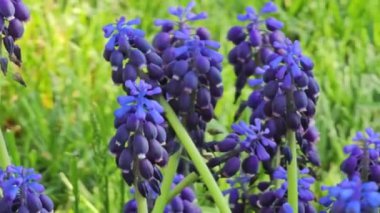 Parktaki çiçek tarhında mavi Muscari çiçekleri, rüzgarlı bir bahar günü. Seçici odak