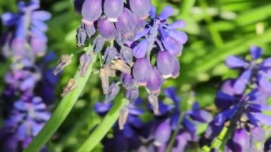 Parktaki çiçek tarhında mavi Muscari çiçekleri, rüzgarlı bir bahar günü. Seçici odak