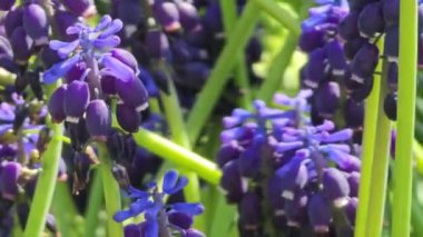 Parktaki çiçek tarhında mavi Muscari çiçekleri, rüzgarlı bir bahar günü. Seçici odak