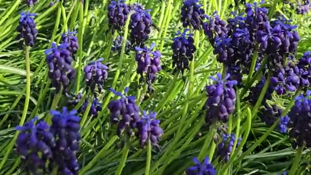 Μέλισσες Συλλέγουν Νέκταρ Από Μπλε Λουλούδια Muscari Ένα Παρτέρι Στο — Αρχείο Βίντεο