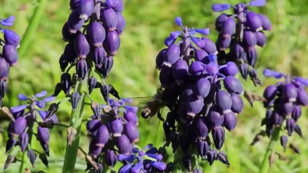 Bin Samlar Nektar Från Blå Blommor Muscari Rabatt Parken Blåsig — Stockvideo