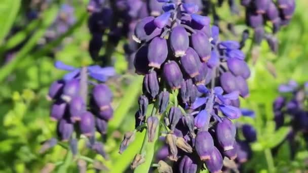 Μπλε Muscari Λουλούδια Ένα Παρτέρι Στο Πάρκο Θυελλώδης Ηλιοφάνεια Την — Αρχείο Βίντεο