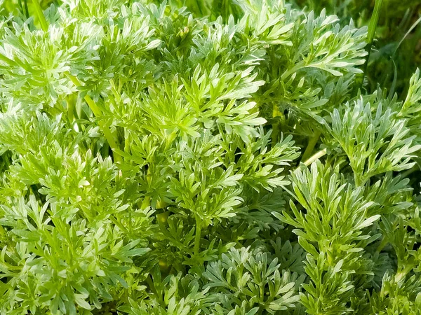 Zbliżenie Świeżo Rosnącej Słodkiej Piołuna Artemisia Annua Słodka Annie Coroczne — Zdjęcie stockowe