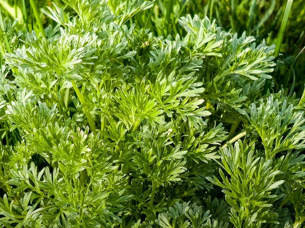 Closeup of fresh growing sweet wormwood Artemisia annua, sweet annie, annual mugwort grasses in the wild field, Artemisinin medicinal plant, natural green grass leaves texture wallpaper background
