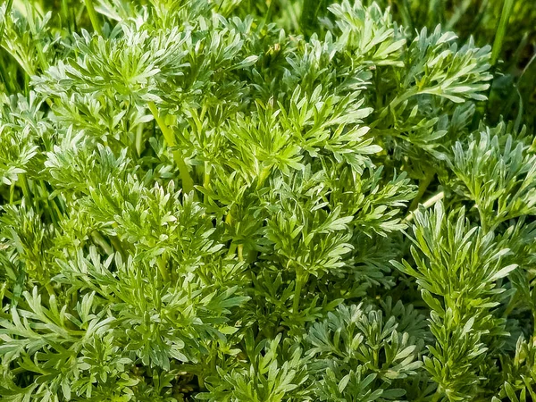 Closeup Fresh Growing Sweet Wormwood Artemisia Annua Sweet Annie Annual — ストック写真