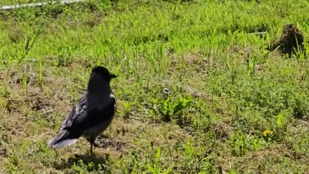 Részlet Egy Szürke Fekete Varjúról Aki Ételt Keres Füves Mezőn — Stock videók