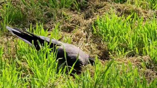 Szczegóły Ujęcia Szaro Czarnego Kruka Szukającego Pożywienia Trawiastym Polu Wiosną — Wideo stockowe