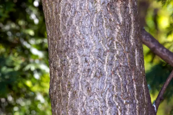 Γάβγισμα Δέντρου Ginkgo Biloba Φόντο Φλοιού Δένδρου — Φωτογραφία Αρχείου