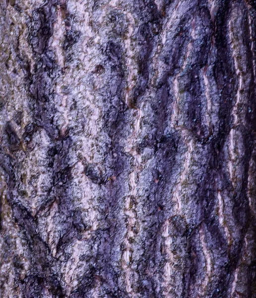 Kůra Stromu Ginkgo Biloba Pozadí Kůry Stromu — Stock fotografie