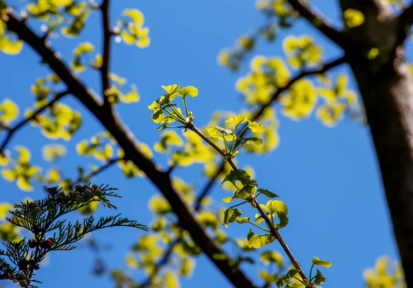 Mavi Gökyüzüne Karşı Taze Yeşil Ginkgo Biloba Yaprakları Ukrayna Dinyeper — Stok fotoğraf