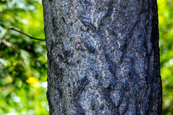 Ginkgo Biloba Casca Árvore Casca Árvore Fundo — Fotografia de Stock