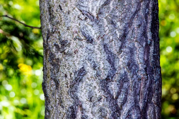 Ginkgo Biloba Tree Bark Tree Bark Background — Stock Photo, Image