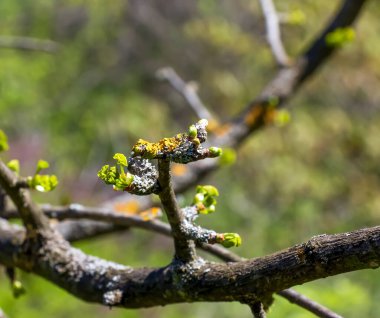 Ginkgo biloba L PENDULA 'nın taze yeşil yaprakları baharın başlarında dallarda. Ukrayna Dinyeper 'in botanik bahçesindeki bir ginkgo ağacının dalları.