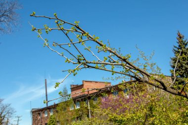 Ginkgo biloba L PENDULA 'nın taze yeşil yaprakları baharın başlarında dallarda. Ukrayna Dinyeper 'in botanik bahçesindeki bir ginkgo ağacının dalları.