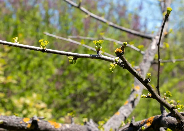 Świeże Zielone Liście Ginkgo Biloba Pendula Gałęziach Wczesną Wiosną Gałęzie — Zdjęcie stockowe
